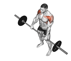 Image of Barbell Front Raise