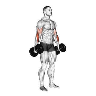 Image of Hammer Curl