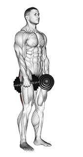Image of Dumbbell Stiff Leg Deadlift