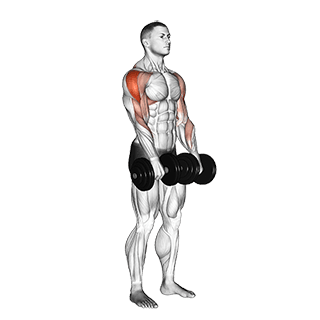Image of Dumbbell Upright Row