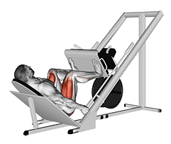 Image of Sled 45° Leg Press