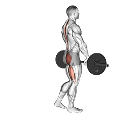 Image of Barbell Single Leg Deadlift