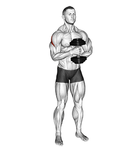 Image of Dumbbell External Rotation