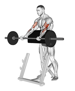 Image of Barbell Spider Curl